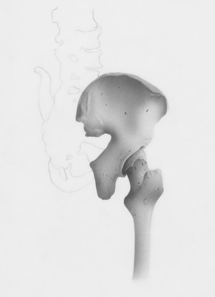 a black and white photo of a bone